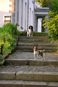 Dogs guard Longueville House, Co. Cork